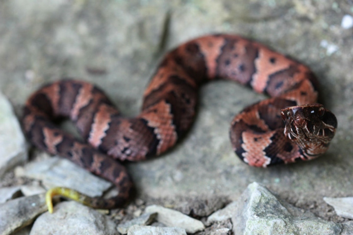Western Cottonmouth